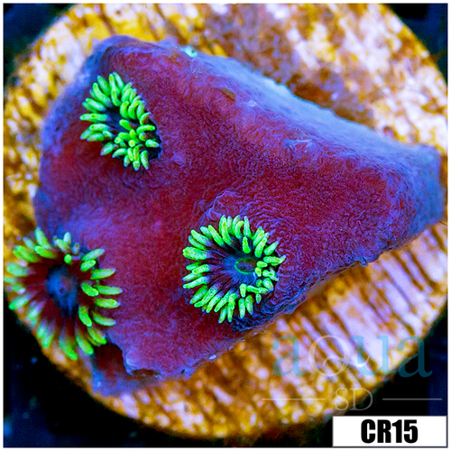 Jokers Turbinaria