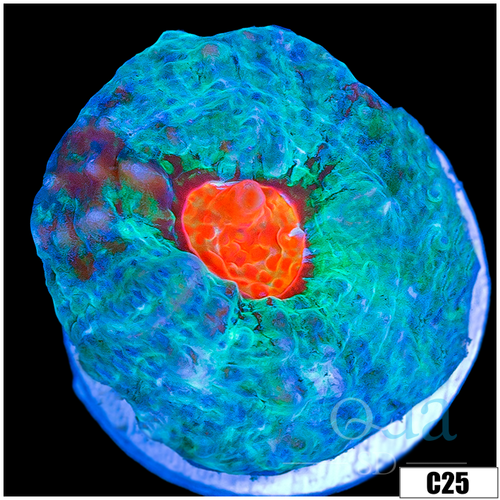ASD Afterburner Chalice