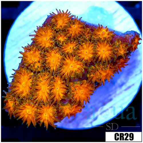 Orenji Eye Leptastrea