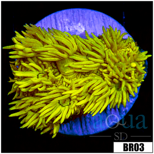 Banana Goni