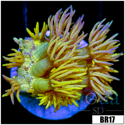 Banana Goni