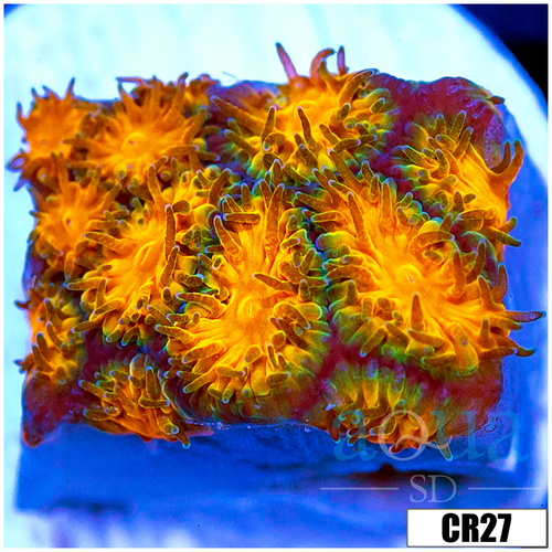 Orenji Eye Leptastrea