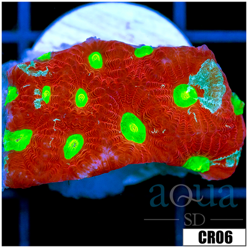 Grafted War Coral Favia