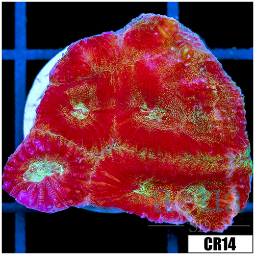 Cultured Crimson Favia