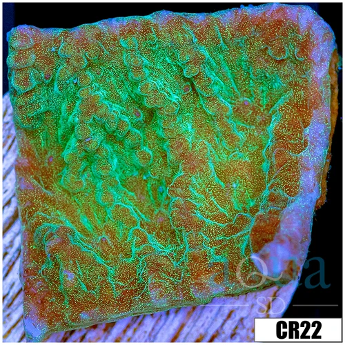 Sparkling Merulina Ampliata