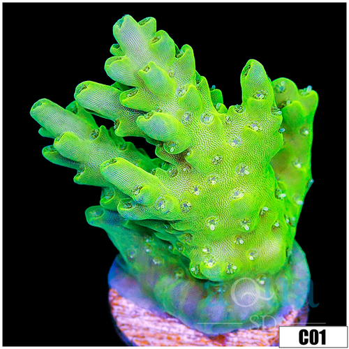 Alien Slime Acropora