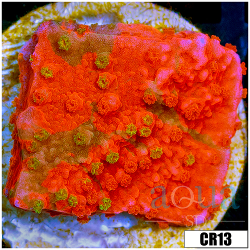 Grafted Montipora