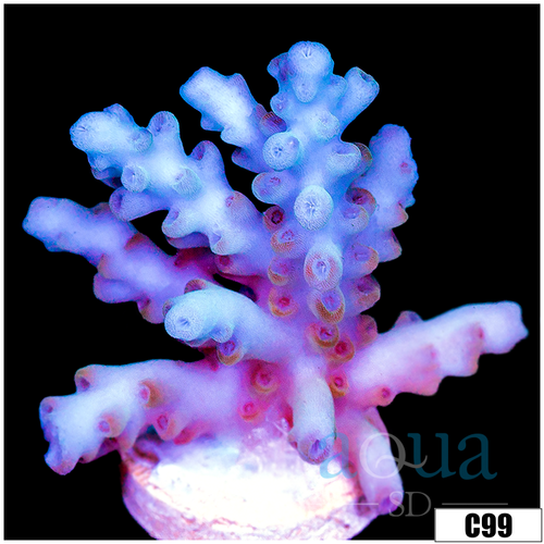Aussie Ice Tort Acropora