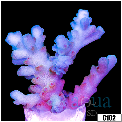 Aussie Ice Tort Acropora