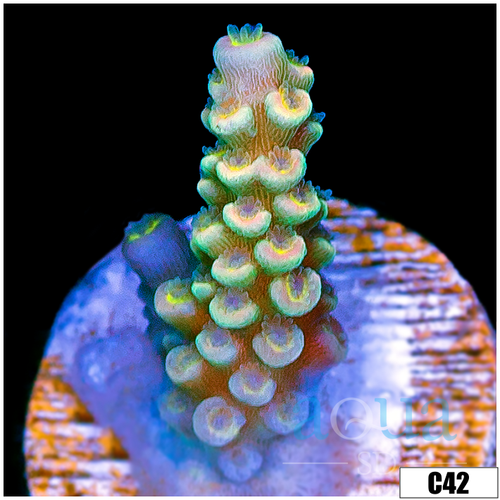 ASD Emerald Tenuis