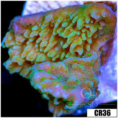 Neon Monti Cap