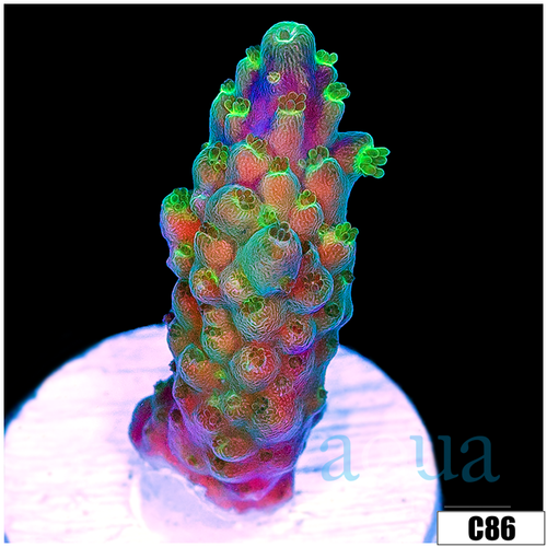 Crazy Trip Acropora