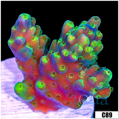 Crazy Trip Acropora
