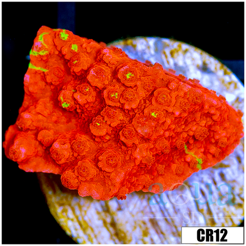 Grafted Montipora