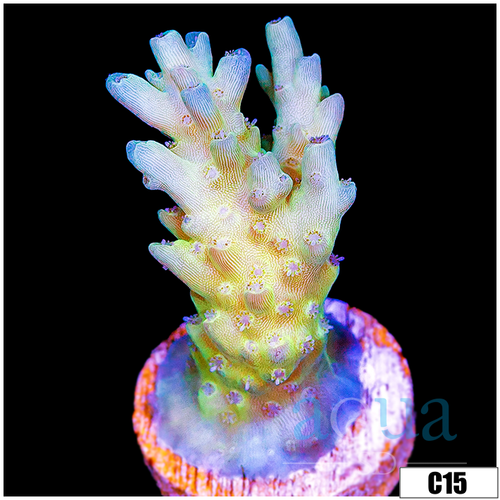 Wonderland Acropora