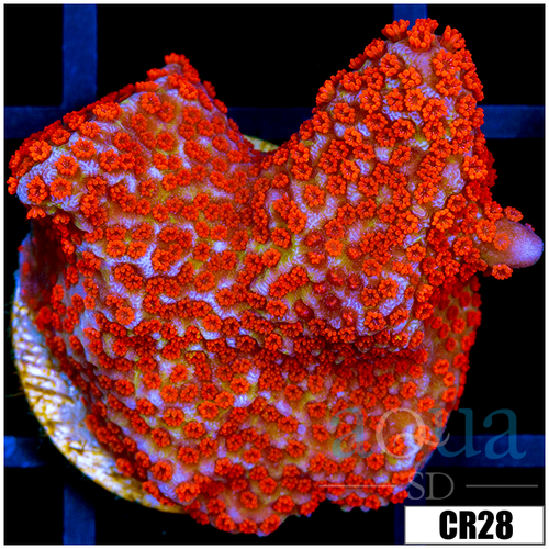 Indo Red Digitata