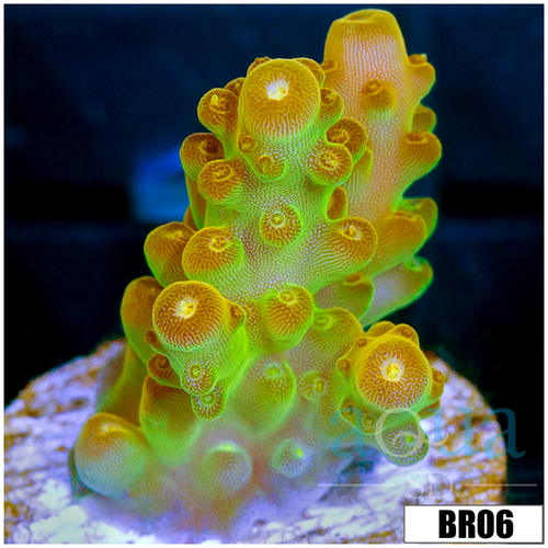Honey Dew Acropora