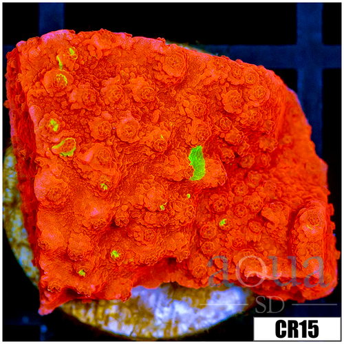 Grafted Montipora