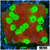 Jokers Cyphastrea