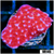 Jedi Mind Trick Montipora