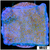 Blueberry Fields Montipora