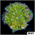 ASD Maxi Mini Carpet Anemone