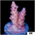 Strawberry Tort Acropora