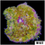 ASD Maxi Mini Carpet Anemone