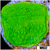 Neon Plating Montipora