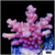 Strawberry Tort Acropora