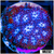 Blue Ice Leptastrea