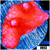 Red Montipora Digitata
