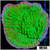 Neon Plating Montipora