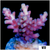 Strawberry Tort Acropora