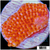Orange Phoenix Montipora