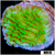 Neon Plating Montipora