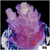 Strawberry Tort Acropora