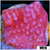 Orange Phoenix Montipora