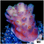 Strawberry Tort Acropora