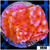 Orange Phoenix Montipora