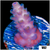 Strawberry Tort Acropora