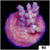 Strawberry Tort Acropora