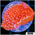 Orange Phoenix Montipora