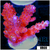 BC Unicorn Bubble Bath Acropora