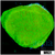 Neon Plating Montipora
