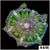 Grade B Maxi Mini Carpet Anemone