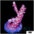 Strawberry Tort Acropora