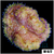 ASD Maxi Mini Carpet Anemone