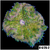 Grade B Maxi Mini Carpet Anemone