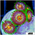ASD Daisy Cutter Zoanthids